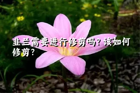 韭兰需要进行修剪吗？该如何修剪？