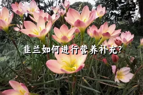 韭兰如何进行营养补充？