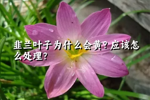 韭兰叶子为什么会黄？应该怎么处理？