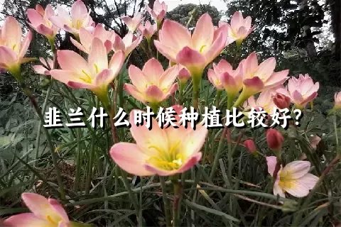 韭兰什么时候种植比较好？