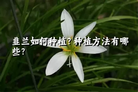 韭兰如何种植？种植方法有哪些？