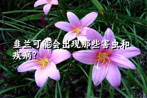 韭兰可能会出现那些害虫和疾病？