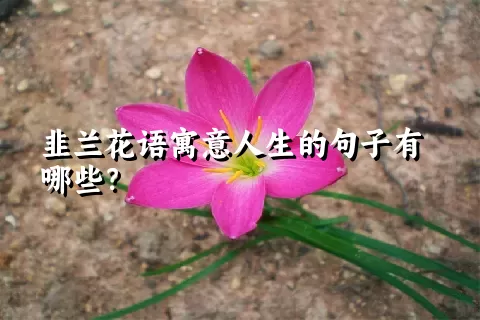 韭兰花语寓意人生的句子有哪些？