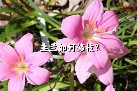 韭兰如何修枝？