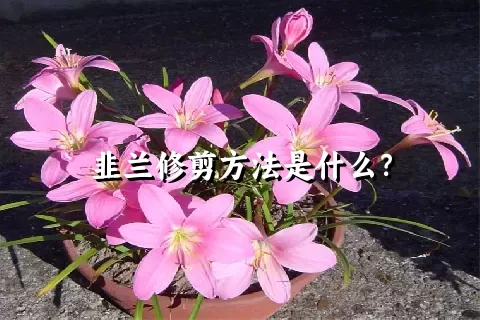 韭兰修剪方法是什么？