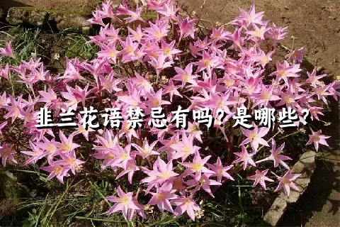 韭兰花语禁忌有吗？是哪些？