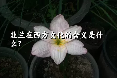 韭兰在西方文化的含义是什么？