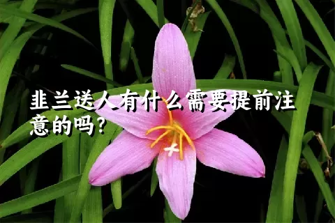 韭兰送人有什么需要提前注意的吗？