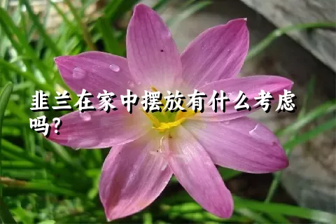 韭兰在家中摆放有什么考虑吗？