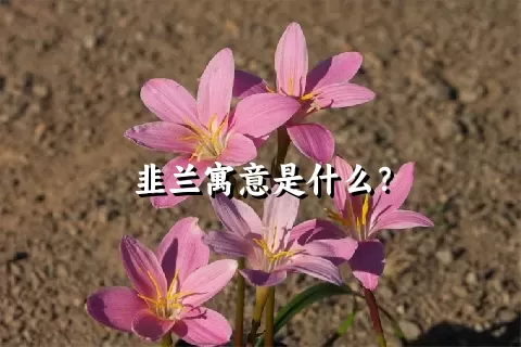 韭兰寓意是什么？