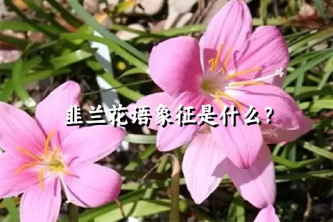 韭兰花语象征是什么？