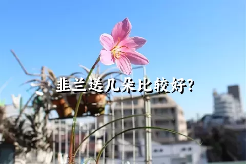 韭兰送几朵比较好？