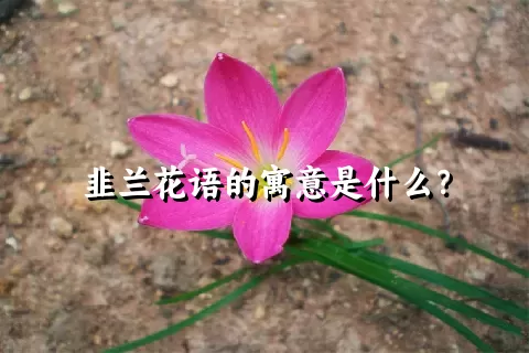 韭兰花语的寓意是什么？