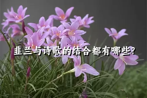 韭兰与诗歌的结合都有哪些？