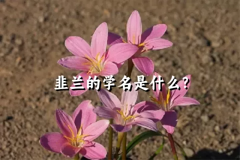 韭兰的学名是什么？