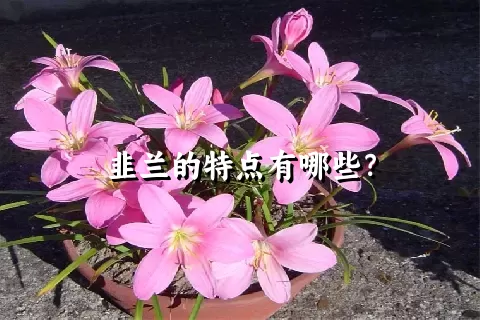 韭兰的特点有哪些？