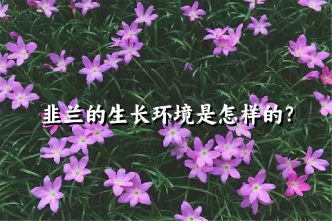 韭兰的生长环境是怎样的？