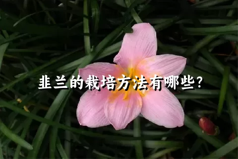 韭兰的栽培方法有哪些？