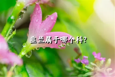 韭兰属于哪个科？