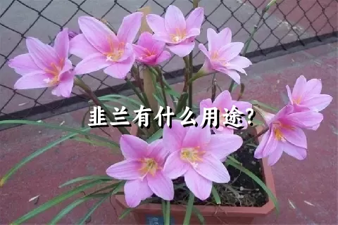 韭兰有什么用途？