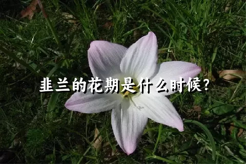 韭兰的花期是什么时候？