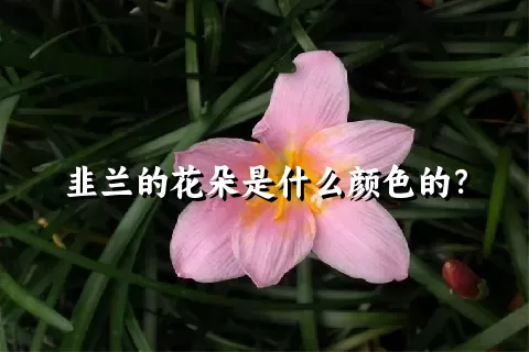 韭兰的花朵是什么颜色的？