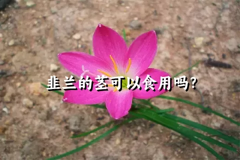 韭兰的茎可以食用吗？