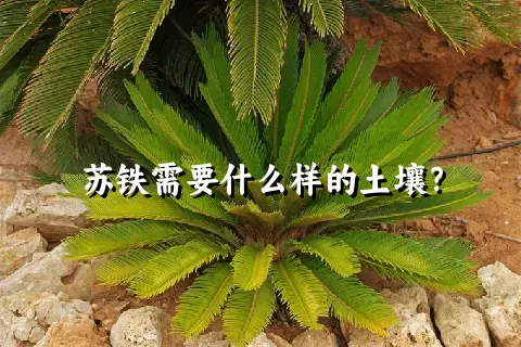 苏铁需要什么样的土壤？