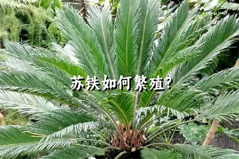 苏铁如何繁殖？