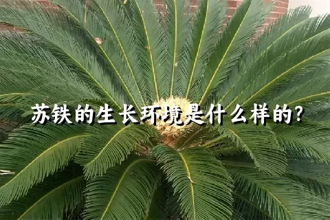 苏铁的生长环境是什么样的？