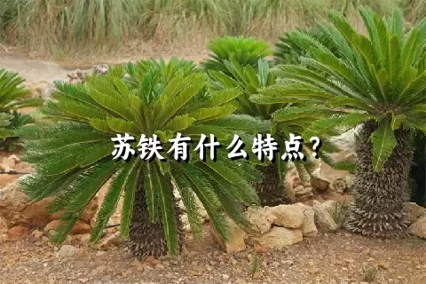 苏铁有什么特点？