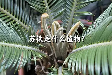 苏铁是什么植物？