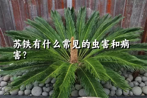 苏铁有什么常见的虫害和病害？