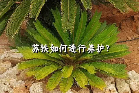 苏铁如何进行养护？