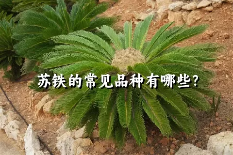 苏铁的常见品种有哪些？