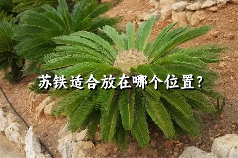 苏铁适合放在哪个位置？