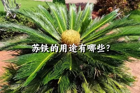 苏铁的用途有哪些？