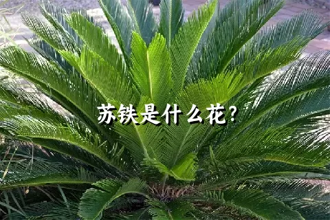 苏铁是什么花？