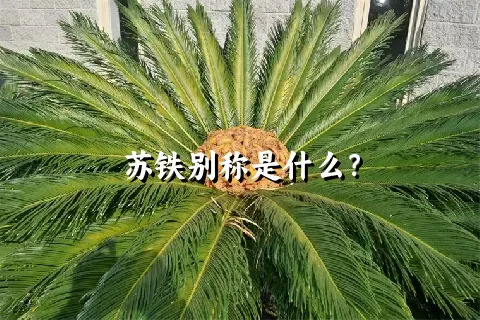 苏铁别称是什么？