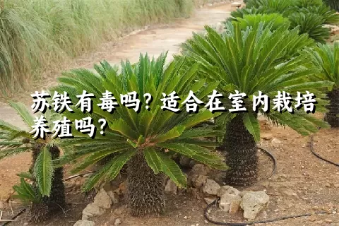 苏铁有毒吗？适合在室内栽培养殖吗？