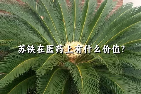 苏铁在医药上有什么价值？