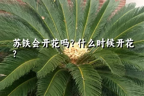 苏铁会开花吗？什么时候开花？