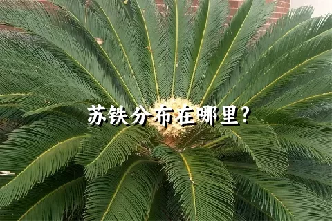 苏铁分布在哪里?