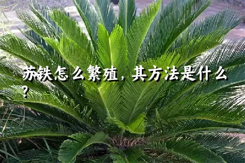 苏铁怎么繁殖，其方法是什么？