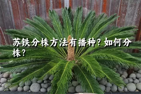 苏铁分株方法有播种？如何分株？