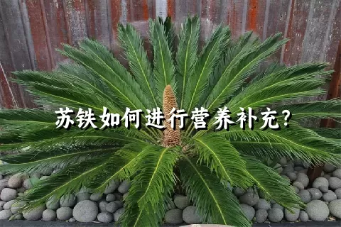 苏铁如何进行营养补充？