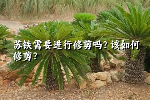 苏铁需要进行修剪吗？该如何修剪？