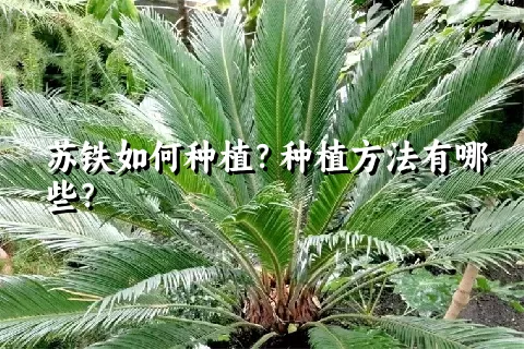 苏铁如何种植？种植方法有哪些？