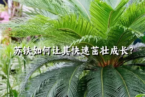 苏铁如何让其快速茁壮成长？