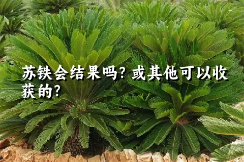 苏铁会结果吗？或其他可以收获的？